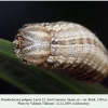 pseudochazara pelopea rutul larva l3 1